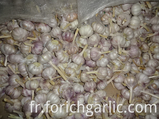 New Garlic 5 0cm